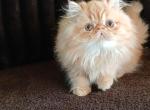 ONLY SUMMER baby kittens we will have - Persian Kitten For Sale - PA&comma; US