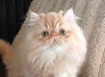 ONLY SUMMER baby kittens we will have - Persian Kitten For Sale - 