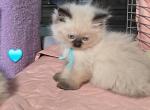 Himalayan Kittens - Himalayan Kitten For Sale - 