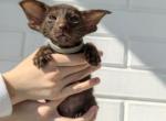Oriental Shorthair Extreme Tape - Oriental Kitten For Sale - Hollywood&comma; FL&comma; US
