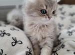Sage - Scottish Fold Cat For Sale - Cleveland&comma; OH&comma; US
