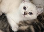 Lynx point Girl - Scottish Straight Kitten For Sale - Federal Way&comma; WA&comma; US