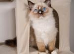 Rex - Ragdoll Kitten For Sale - Cape Coral&comma; FL&comma; US