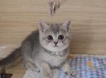 Diva - British Shorthair Kitten For Sale - 