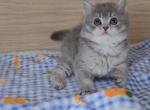 Taro - British Shorthair Kitten For Sale - 