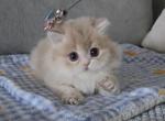 Elodie - British Shorthair Kitten For Sale - 