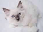 Tessa - Ragdoll Kitten For Sale - 