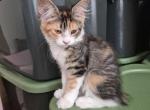 Tiarah - Maine Coon Kitten For Sale - 