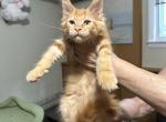 Maine Coon kitten - Maine Coon Kitten For Sale - Winfield&comma; IL&comma; US
