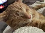 Simba - American Shorthair Cat For Adoption - Fairview Park&comma; OH&comma; US