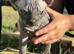 Sphynx Kittens - Sphynx Kitten For Sale - Raleigh&comma; NC&comma; US