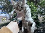Montana Highland Lynx - Highlander Kitten For Sale - Absarokee&comma; MT&comma; US