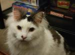 Henry - Domestic Cat For Adoption - Duncan&comma; SC&comma; US