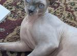 Cosmos - Domestic Cat For Sale - Alsip&comma; IL&comma; US