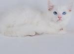 Walker - Ragdoll Kitten For Sale - Cape Coral&comma; FL&comma; US