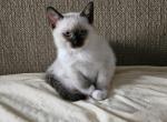 Luciana - Ragdoll Kitten For Sale - Overland Park&comma; KS&comma; US