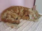 Bug - Domestic Kitten For Sale - Grove City&comma; OH&comma; US