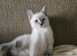 Skylar - Ragdoll Kitten For Sale - Overland Park&comma; KS&comma; US
