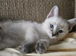 Skylar - Ragdoll Kitten For Sale - Overland Park&comma; KS&comma; US