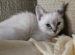 West - Ragdoll Kitten For Sale - Overland Park&comma; KS&comma; US