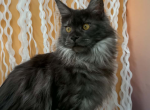 Racine - Maine Coon Kitten For Sale - 