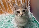Cali - Maine Coon Kitten For Sale - Cheyenne&comma; WY&comma; US