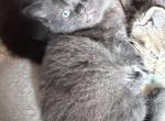6 weeks old half Ragdoll half British short hair - British Shorthair Kitten For Sale - Lake Hiawatha&comma; NJ&comma; US