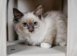 Sylvie - Ragdoll Kitten For Sale - Cape Coral&comma; FL&comma; US