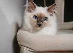 Stevie & Sylvie - Ragdoll Kitten For Sale - 