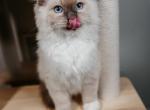 Sophies litter - Ragdoll Kitten For Sale - 