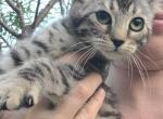 Sarah - Bengal Kitten For Sale - Bridgeton&comma; NJ&comma; US