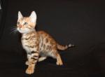 Golden pelt - Bengal Kitten For Sale - Valparaiso&comma; IN&comma; US