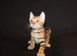 Golden pelt - Bengal Kitten For Sale - Valparaiso&comma; IN&comma; US