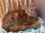 Marmalade - Polydactyl Kitten For Sale - 