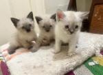 Siamese kitties - Siamese Kitten For Sale - The Bronx&comma; NY&comma; US