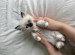 Birman Stella - Birman Kitten For Sale - 