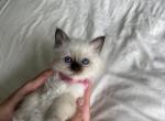 Birman Sugar - Birman Kitten For Sale - Mount Vernon&comma; WA&comma; US