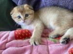 Golden Chinchilla - Scottish Fold Kitten For Sale - 