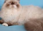 NEUTERED Himalayan CFA EXOTIC young adult - Himalayan Cat For Sale - 