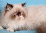 NEUTERED AND OUR LAST Himalayan CFA EXOTIC - Himalayan Cat For Sale - PA&comma; US