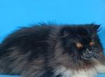 SPAYED Sweet CFA REGISTERED exotic longhair - Exotic Cat For Sale - PA&comma; US