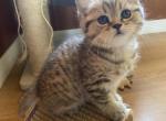 Spotted tabby - Scottish Straight Kitten For Sale - 
