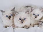 Harlows litter - Ragdoll Kitten For Sale - 