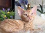 Ginger Devon Rex - Devon Rex Kitten For Sale - NY&comma; US