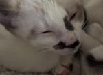 Snow's Snowshoe Siamese - Siamese Kitten For Sale - Moneta&comma; VA&comma; US
