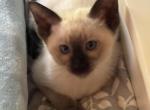 Eva's Siamese Chocolate point - Siamese Kitten For Sale - Moneta&comma; VA&comma; US