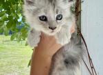 Sunshine - Maine Coon Kitten For Sale - Vass&comma; NC&comma; US