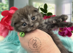 Portland Ivan Scottish Fold Kitten - Scottish Fold Kitten For Sale - Portland&comma; OR&comma; US