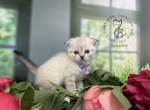 Portland Ilona Scottish Fold Kitty - Scottish Fold Kitten For Sale - Portland&comma; OR&comma; US