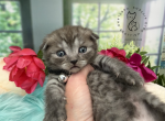 Portland Ilan Scottish Fold Kitten - Scottish Fold Kitten For Sale - Portland&comma; OR&comma; US
